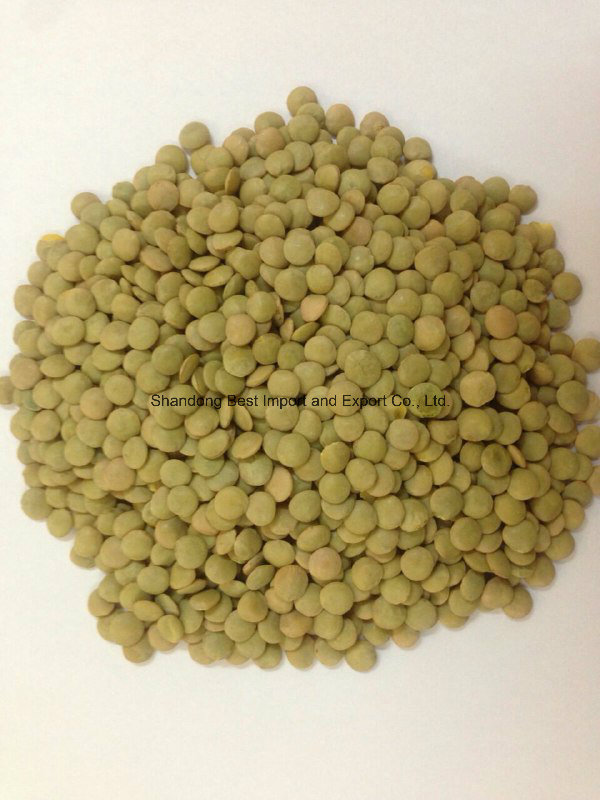 Chinese 3.5~6mm Green Lentils