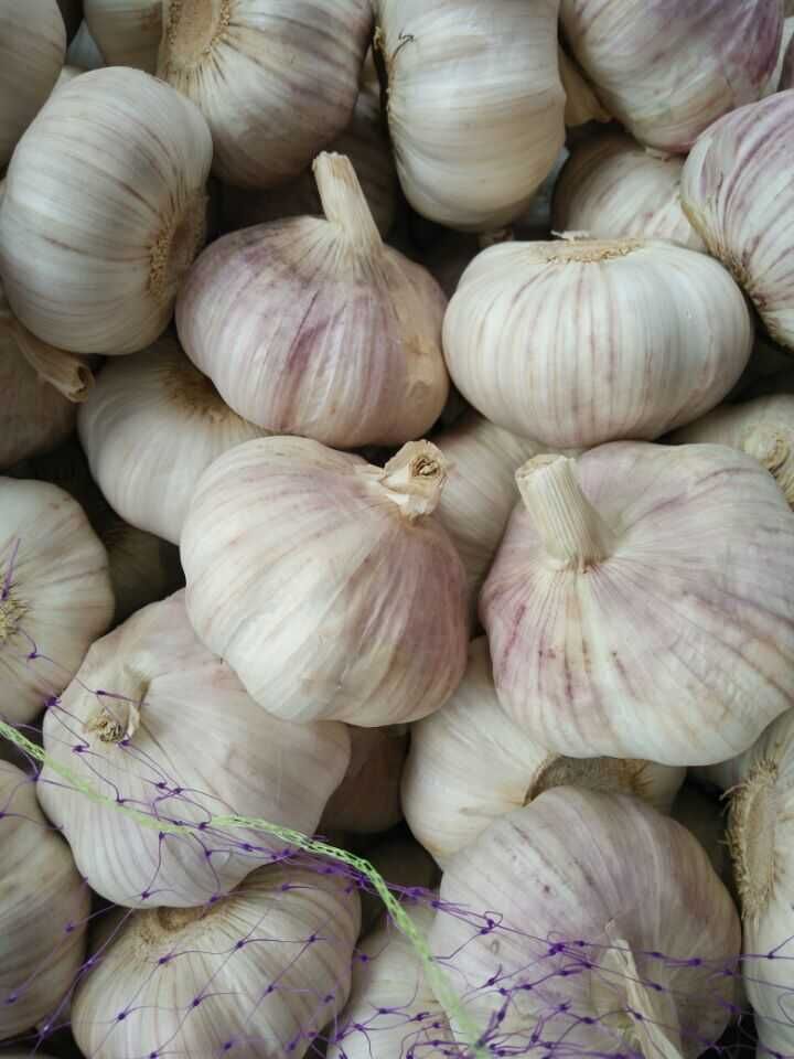 New Crop Jinxiang White Garlic (4.5cm, 5.0cm, 5.5cm, 6.0cm)