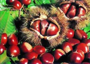 2015 Fresh Chinese Chestnuts with High Exporting Quality