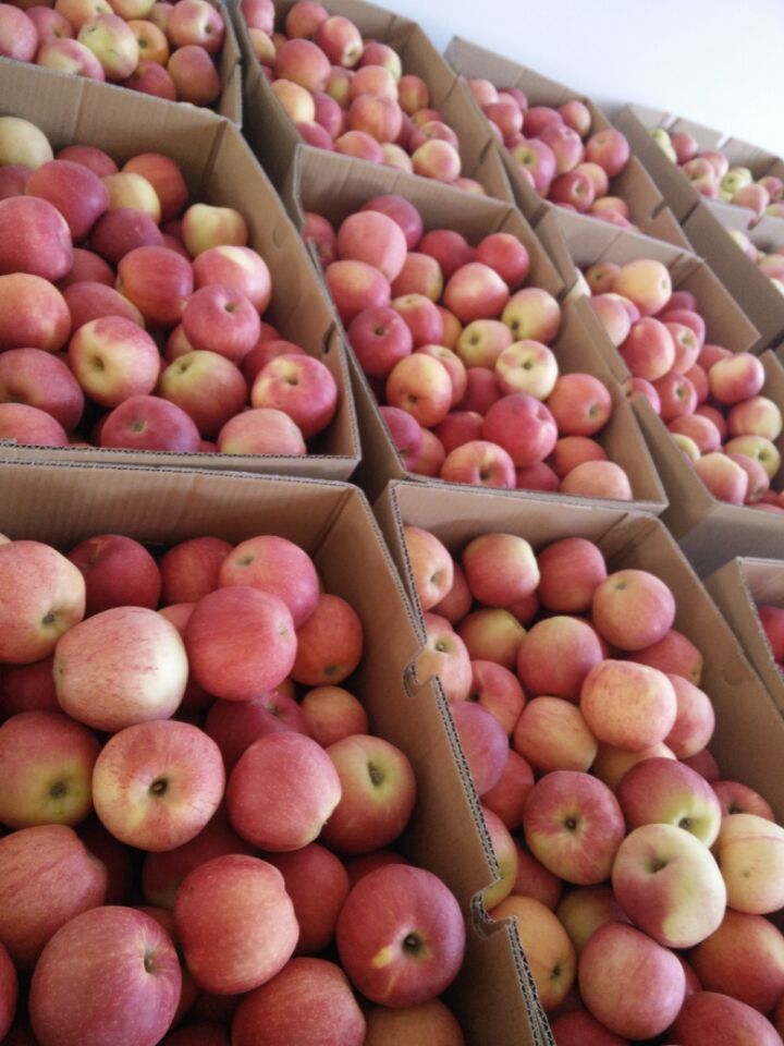 New Crop Fresh Sweet Red Gala Apple