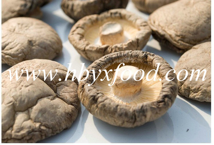 Best Quality Agricultural Food Smooth Shiitake Mushroom