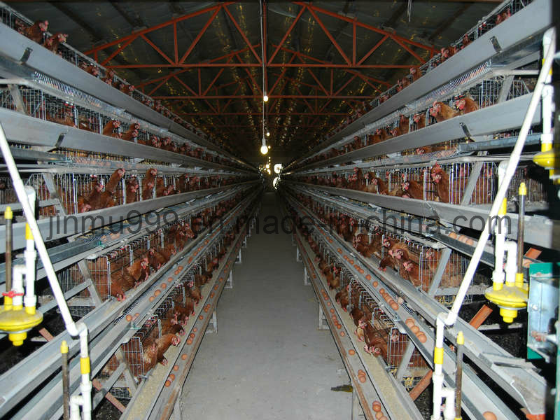 Broiler Chicken Breeding Cage with Automatic Poultry Farm Equipment