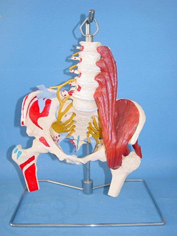 Human Lumbar Spine Nerves and Artery Medical Skeleton Model (R020805)