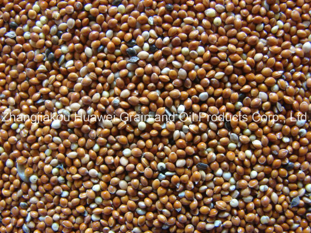 Red Broomcorn Millet