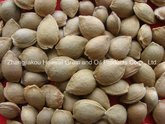 Sweet Almond in Shell (youyi 15-17mm)