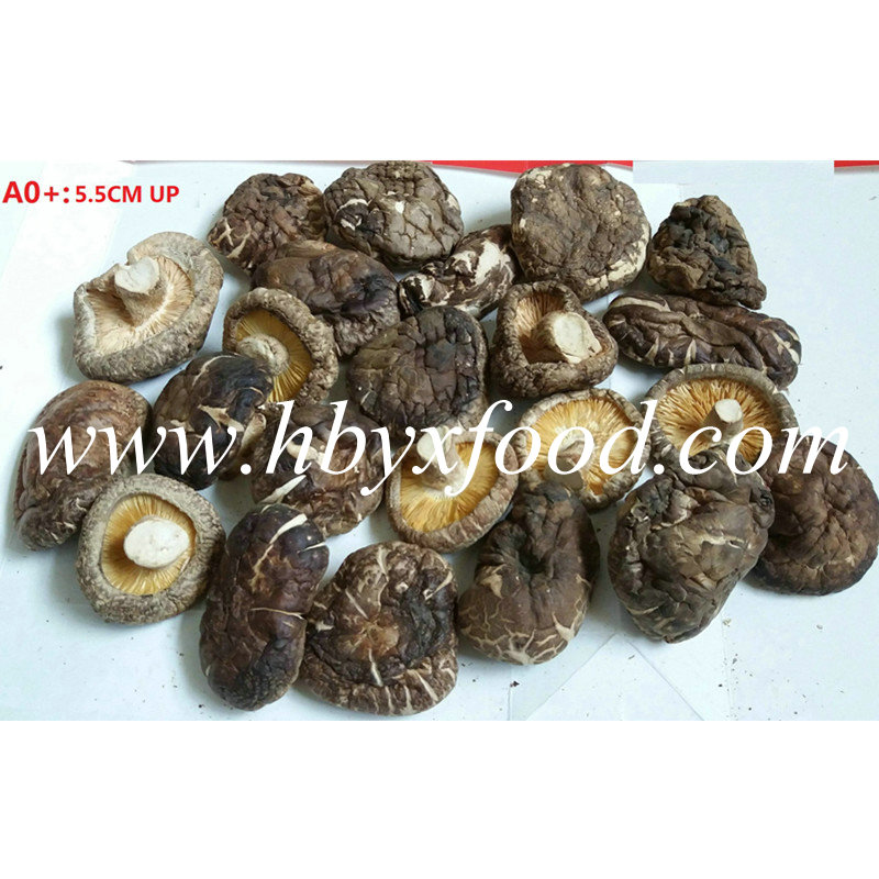 5.5cm up Dried Nutritious Smooth Shiitake Mushroom