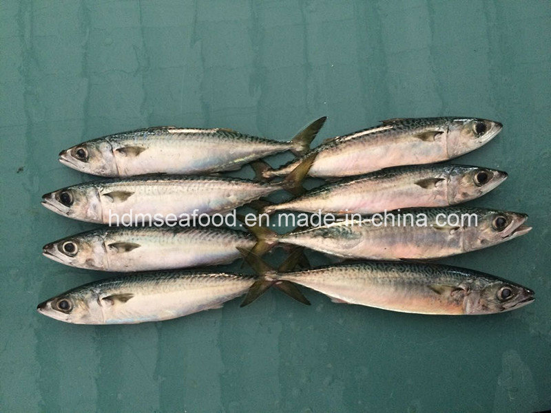 Block Quick Frozen Mackerel Fish