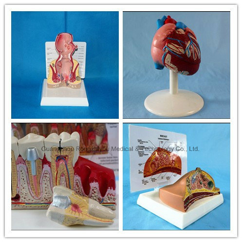 Physical Size Human Long Blood Tube Heart Anatomical Model with Description Plate