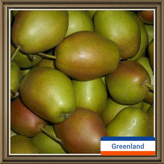 Chinese Fresh Fragrant Pear for Sale