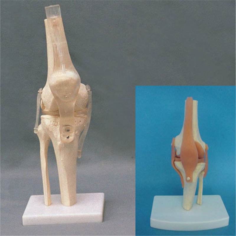 Natural Human Knee Joint Skeleton Model with Transparent Ligament (R020912)