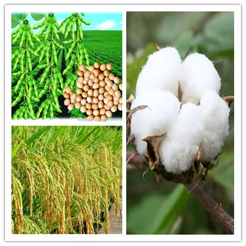 High Efficient Biotechnology Pesticide Brassinolide&Gibberellin