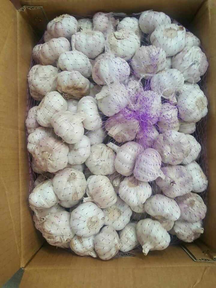 Fresh White Garlic with Loose Packing