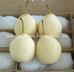 Chinese Fresh Ya Pear with Good Quality