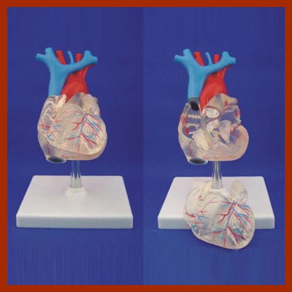 Transparent Natural Size Adult Heart Model