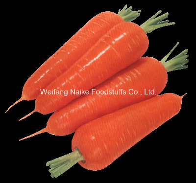 New Crop Fresh Carrot Vegetable