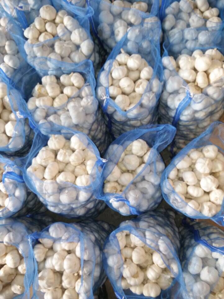 New Crop Fresh Snow White Garlic From China