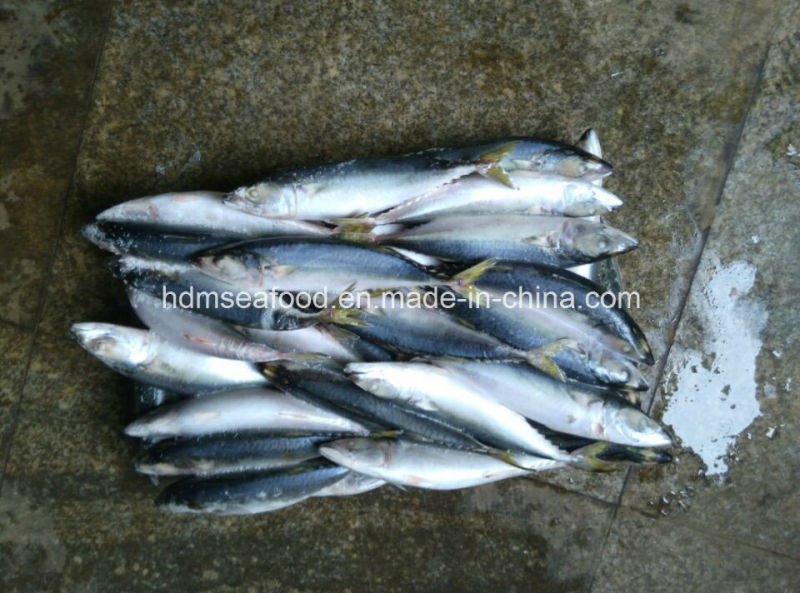 6-8 PCS/Kg Frozen Mackerel Fish