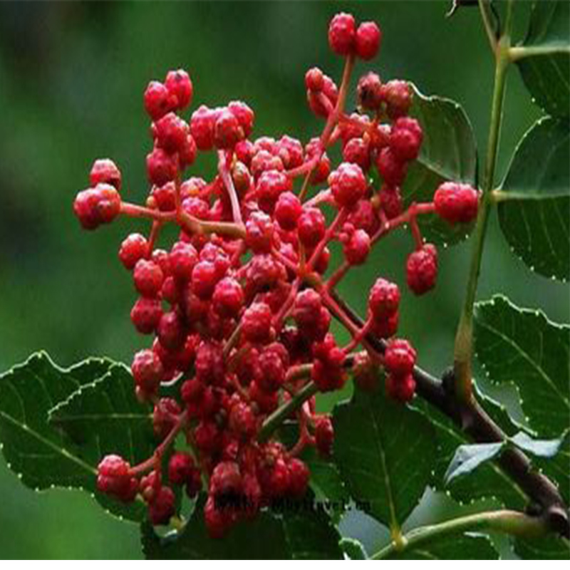 Chinese Wild Pepper, Pricklyash Peel, Food Condiments