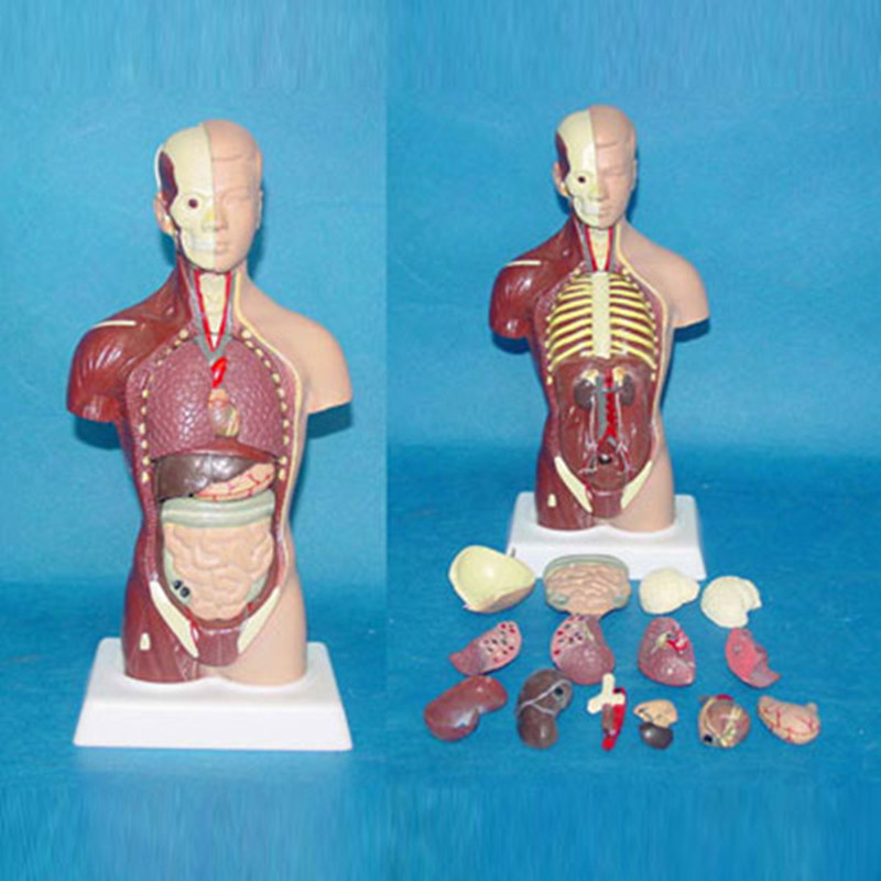 High Quality Medical Teaching Human Torso Anatomical Model (R030113)