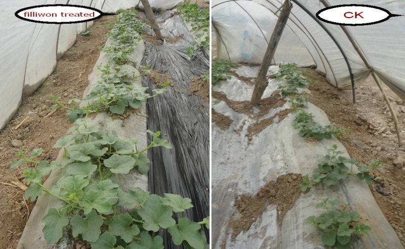 Filliwon- Organic Humus Soil Fertilizer
