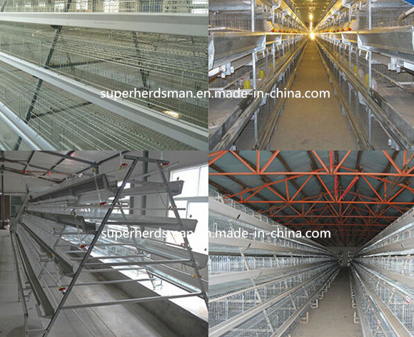 H-Type Chicken Cage Poultry Farm Equipment for Layer Chicken