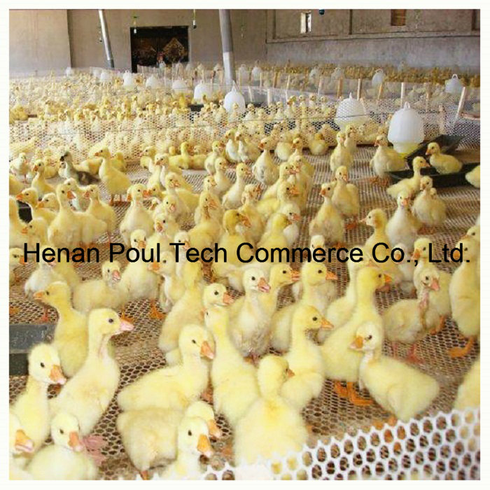 Different Size Poultry House Chick Floor
