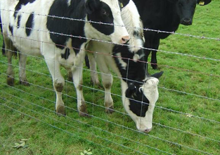 Professional Supplier Hinge Joint Field Fence/Sheep Wire Mesh/Galvanized Cattle Fence (Factory)