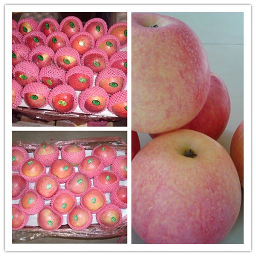 High Quanlity Fresh Qinguan Apple