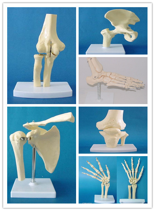 Life-Size Foot Skeleton Model, Anatomical Foot Model