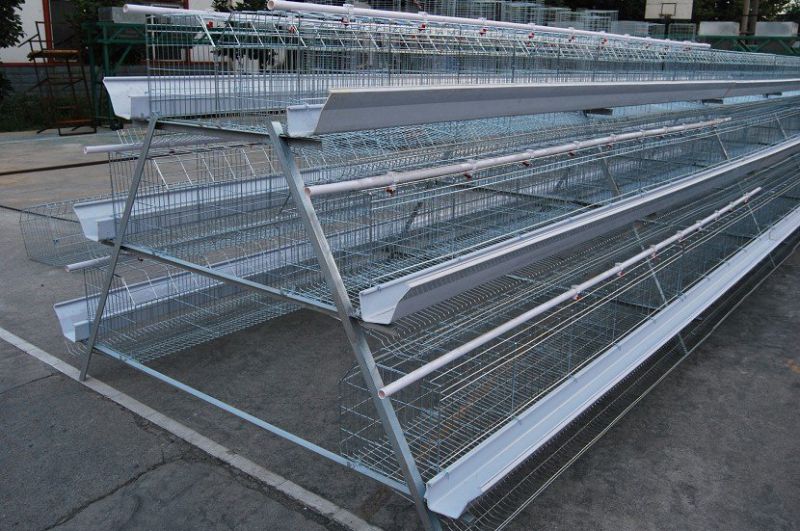 Chicken Cage for Laying/Broiler