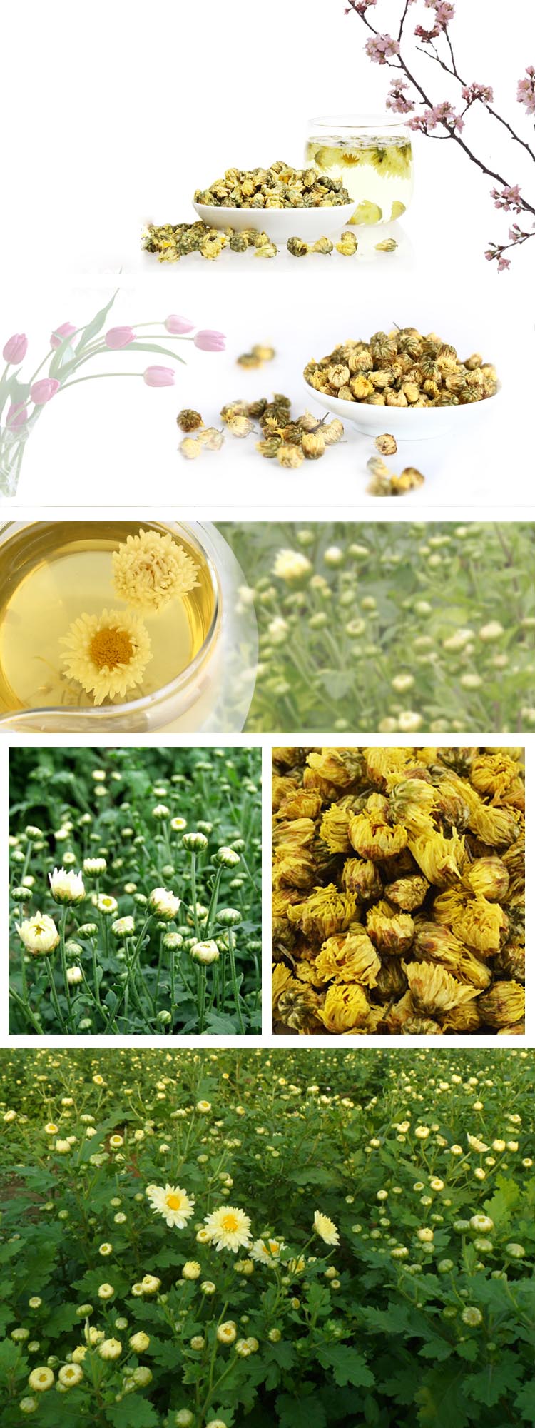 Natural Herbal Plant Chrysanthemum