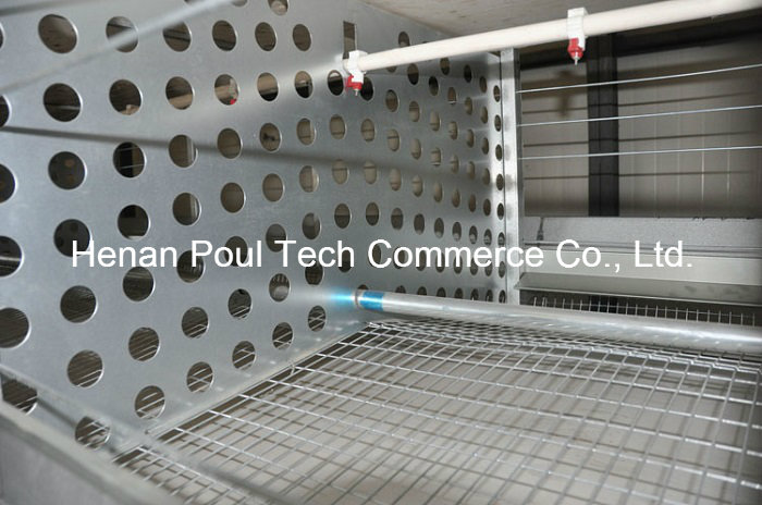 Poul Tech Hot Sale Breeder Chicken Cage (H Frame)