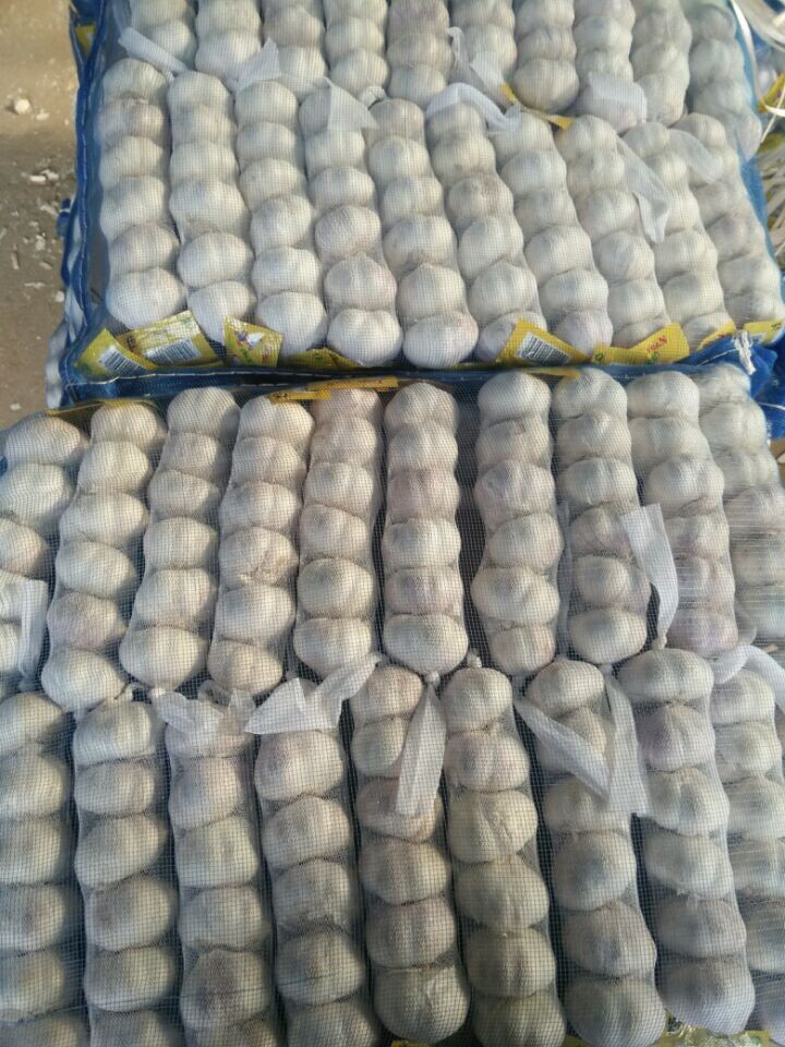 New Crop Chinese Fresh Normal White Garlic