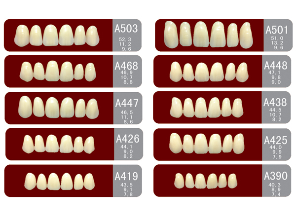 SA21 Two-Layer Acrylic Resin Teeth