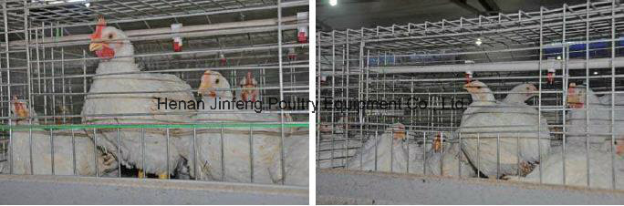 Cheap Automatic Poultry Equipment Broiler Chciken Cage Frame for Farm Use