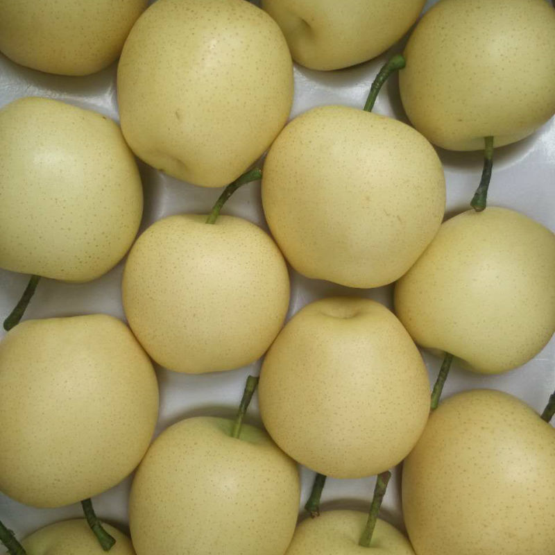 Professional Supplier for Fresh Golden Pear