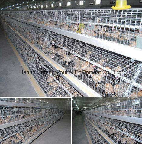 a Type Automatic/Semi-Automatic Poultry Equipment for Pullet Chicken Use