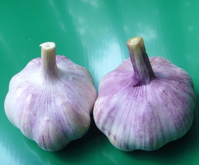 Peeled Fresh white garlic