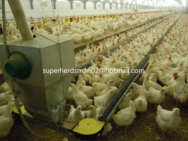 Automatic Poultry Equipment for Breeder House