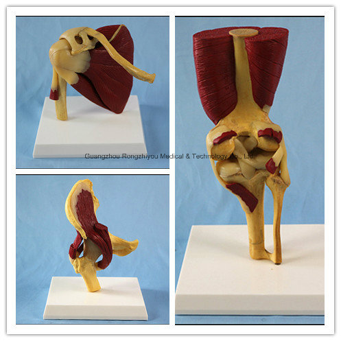 Desk Type Model Human Hip Joint with Muscles Anatomic Model