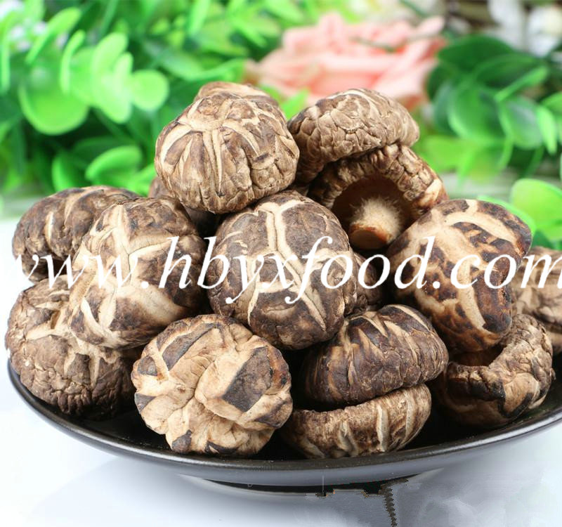 Healthy Food Thin Tea Flower Mushroom Producer