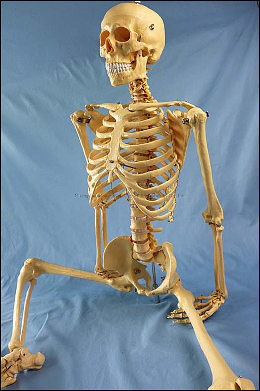 170cm Life Size Human Skeleton Medical Teaching Anatomy Model