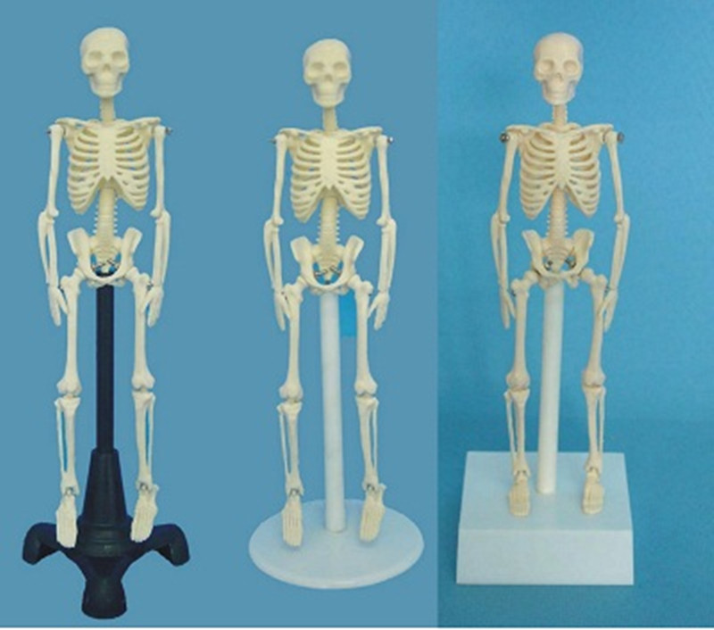 Medical Teaching Human Skeletal System Model (R020203)