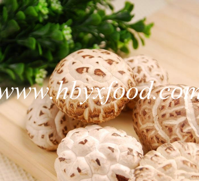 Tea Flower Mushroom Good Export Price