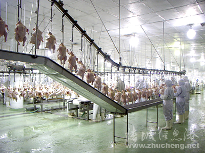 Chinese economic Slaughter Line for Broiler Chicken