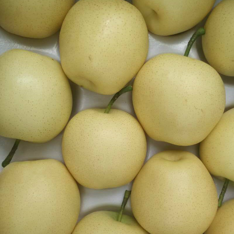 Experienced Supplier of Fresh Golden Pear