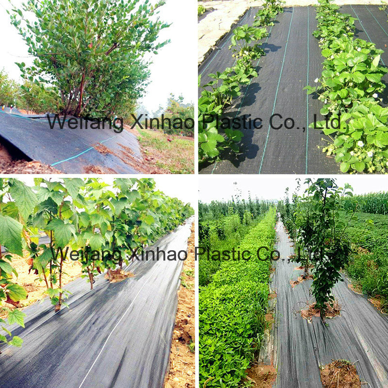 Fruit Planting Weed Control Mat Fabric