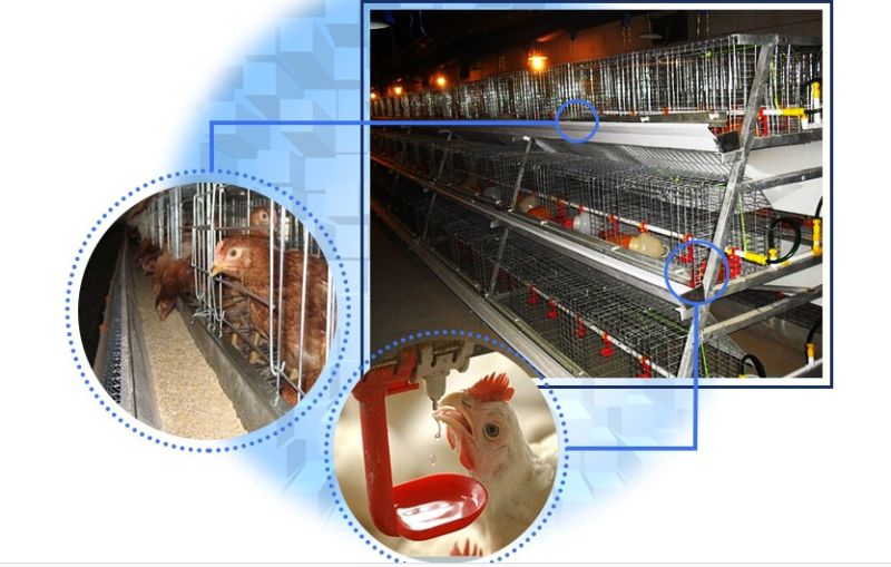 New Design a Frame Pullet Chicken Cage