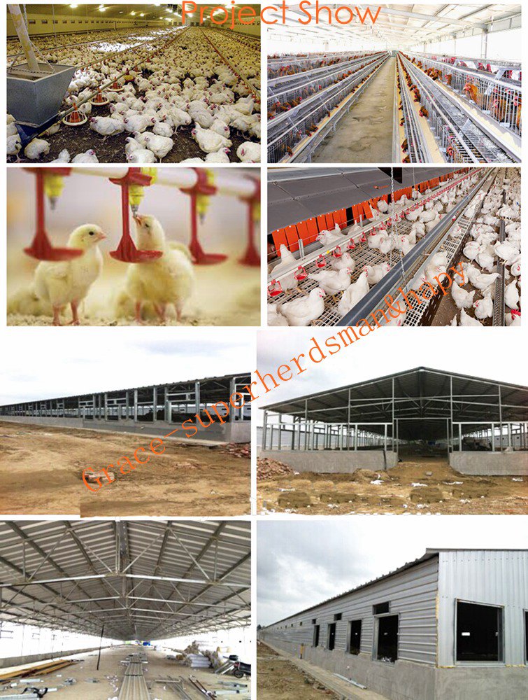 Automatic Chicken House Equipment for Broiler Farm