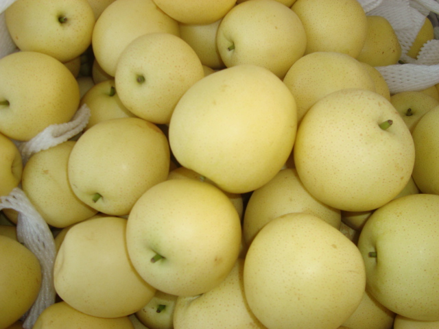 Fresh New Crop Pear